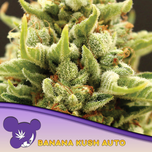 Anesia Seeds - Banana Kush Auto